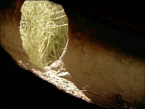 兔子(Oryctolagus cuniculus)出现在洞穴入口，波夫，内，安达卢西亚，西班牙视频下载