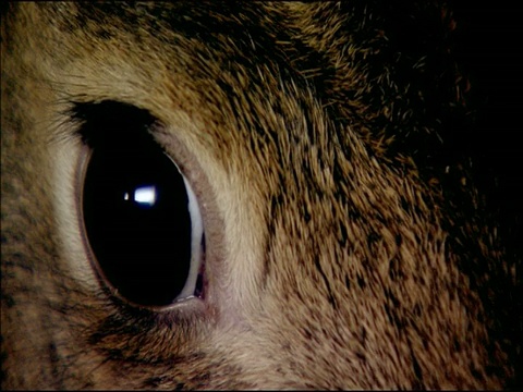 西班牙安达卢西亚兔(Oryctolagus cuniculus)的眼睛，移动到抽动的鼻子视频下载