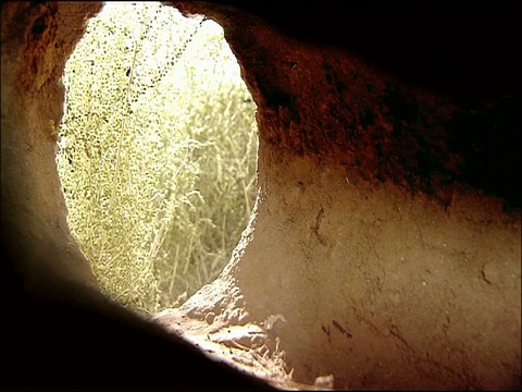 西班牙安达卢西亚的安杜贾尔山脉，兔子(Oryctolagus cuniculus)叶穴，从里面pov视频下载
