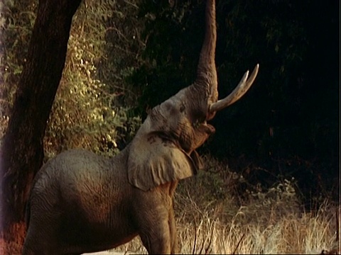 非洲象(Loxodonta africana)， MCU伸出手，用树干拔下金合合树的叶子视频素材