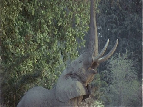 非洲象(Loxodonta africana)， MCU站在灌木丛中，用树干从金合合树上扯下叶子吃视频素材