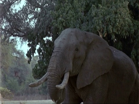非洲象(Loxodonta africana)， CU伸出手，扯下金合欢树的叶子和树干，吃了，放大视频素材