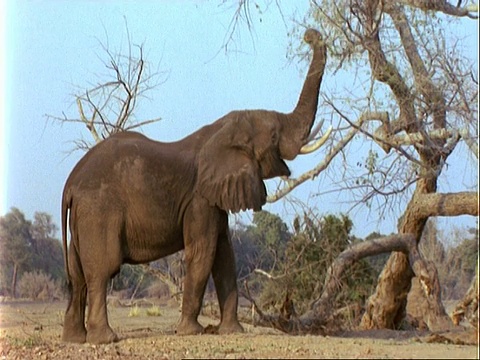非洲象(Loxodonta africana)， MCU由树，放大，扯树叶和吃视频素材
