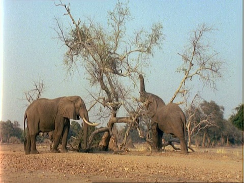 非洲象，三只站在树旁，一只在拽树枝视频素材