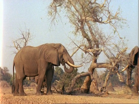 非洲象，西澳三站在树旁，放大看到一只正在吃树叶视频素材