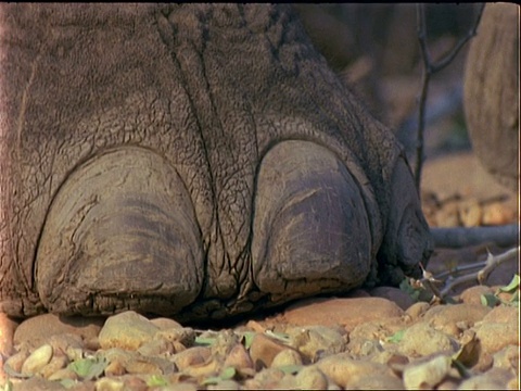 非洲象(Loxodonta africana)， BCU象鼻从地上拾起树叶，脚在背景中视频素材