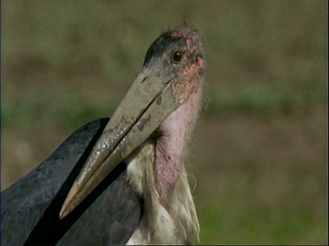 津巴布韦马纳池，鹳鸟头部向左向右转弯视频下载