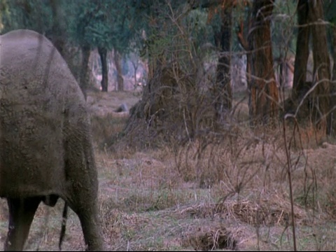 津巴布韦Mana Pools，年轻的大象从右到左穿过画面，用鼻子携带食物和食物视频素材