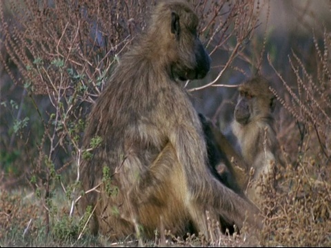一群狒狒在草地上玩耍和梳理毛发，曼娜池，津巴布韦视频下载