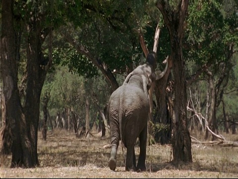 津巴布韦玛纳池，大象离开镜头，走到树前，伸出手去够树叶视频素材