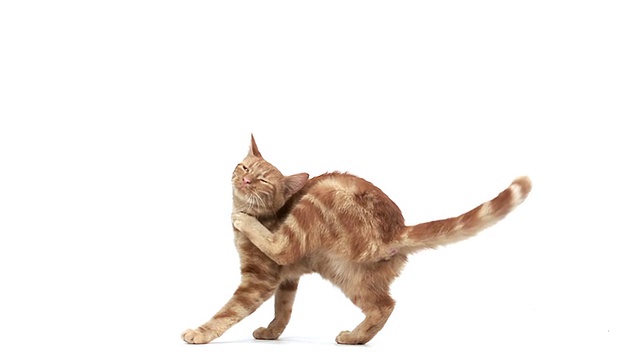 MS SLO MO红虎斑家猫抓挠/ Vieux，诺曼底，法国视频素材