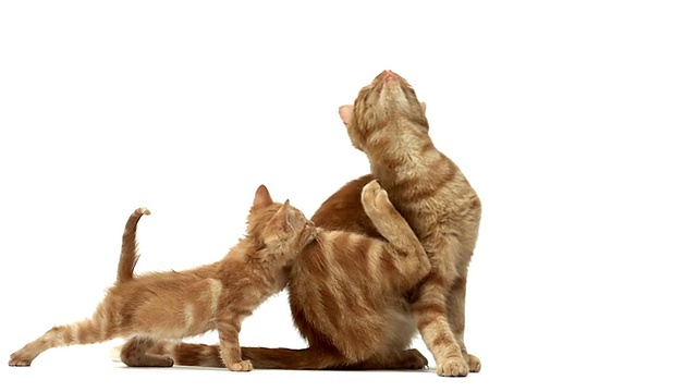 MS SLO MO红色虎斑家猫抓挠自己并舔她的小猫脖子/法国诺曼底Vieux视频素材