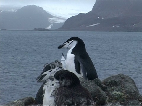 帽带企鹅——换羽，2次鸣叫，南极洲视频下载