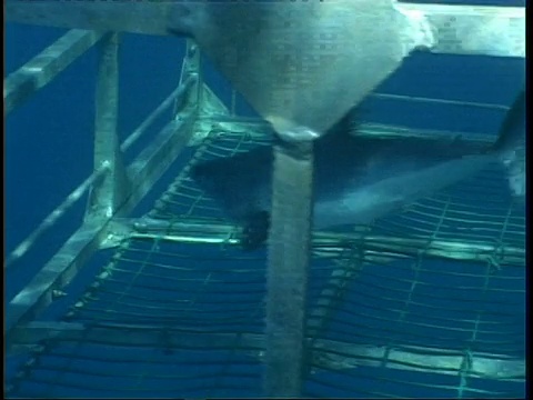 追踪小灰鲭鲨游过鲨鱼笼，墨西哥视频下载