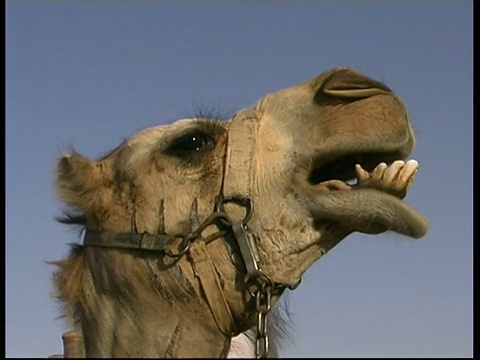 低角度，骆驼头，呼唤，以色列视频素材