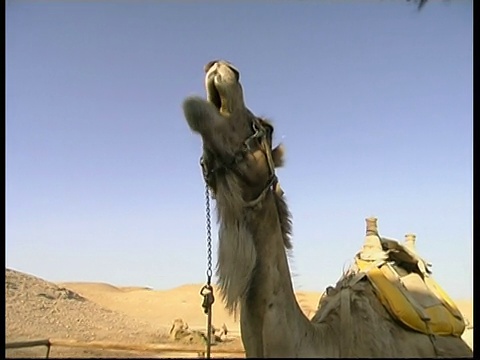 骆驼咀嚼，蓝天背景，低角度CU，以色列视频素材