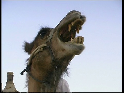 骆驼叫，蓝天背景，低角度CU，以色列视频素材