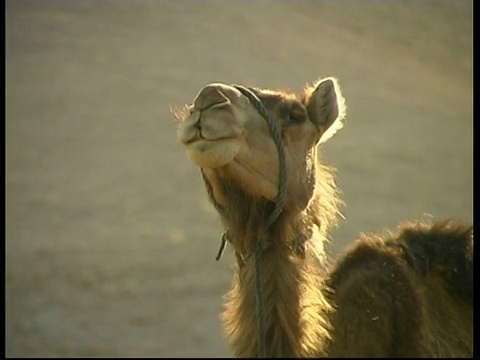 背光骆驼头戴背带，以色列视频素材