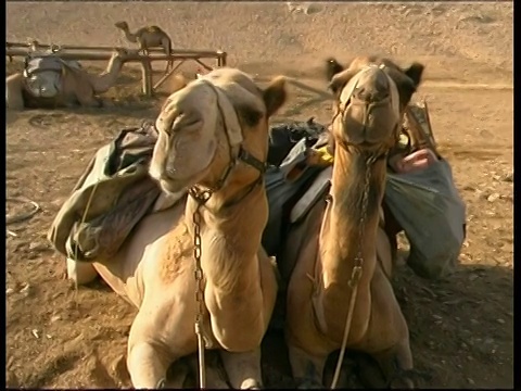 一对戴着挽具的骆驼头，躺在沙漠中，铜潘离开，以色列视频素材