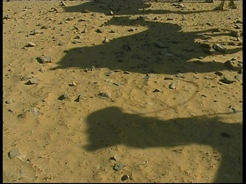 以色列CU的沙滩上，骆驼的影子视频素材