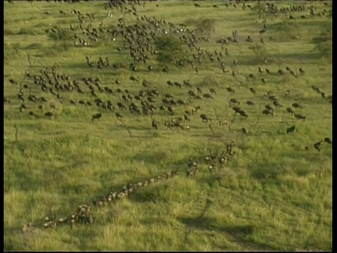 一群空中角马在草原上奔跑。坦桑尼亚的塞伦盖蒂，放大并追踪牛群视频下载