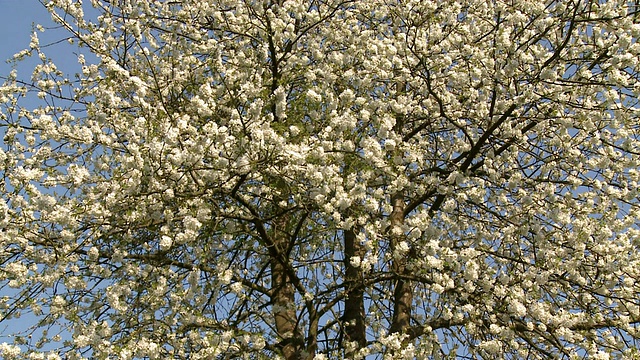 德国莱茵兰-普法尔茨城堡的樱花树视频素材