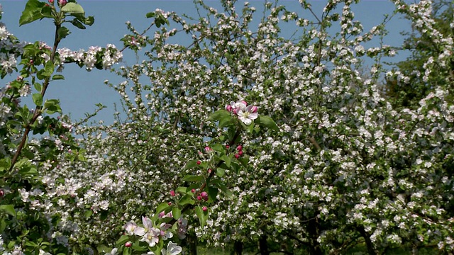 盛开的苹果树田/ Kastel，莱茵兰-普法尔茨，德国视频素材
