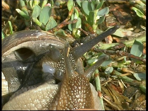 阳光明媚的以色列CU，蜗牛在草地上交配视频下载