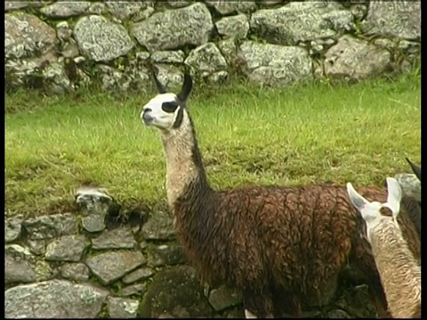 在秘鲁，马丘比丘遗址附近放牧的大羊驼视频素材