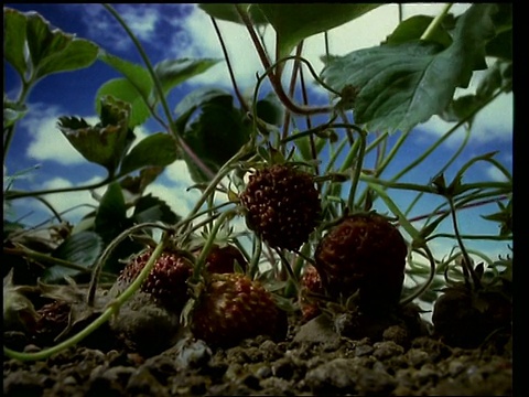 T/L水果- CU草莓在植株上生长和成熟，然后腐烂视频素材