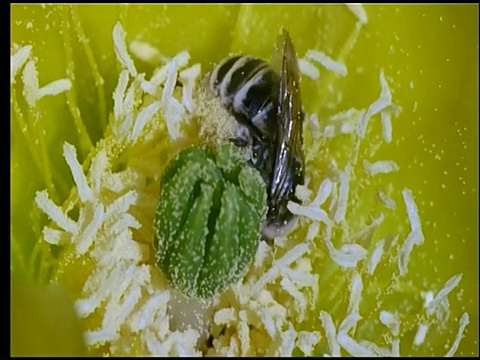 美国索诺兰沙漠，黄刺梨仙人掌花中的蜜蜂采集花粉视频下载