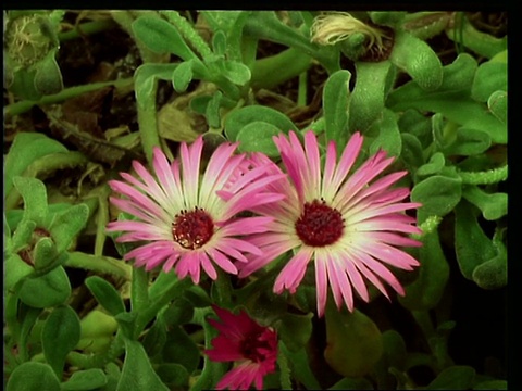 T/L花- CU三朵粉红色中胚乳花合拢，自然背景视频下载