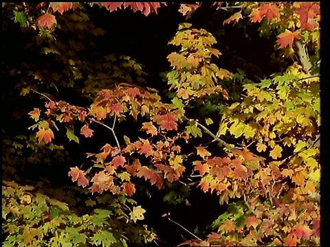 MCU秋天的树叶在树上视频素材