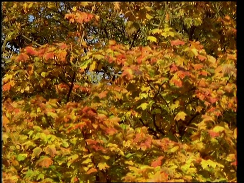 秋叶漫无目的，枝头透过树枝向上翘向蓝天视频素材