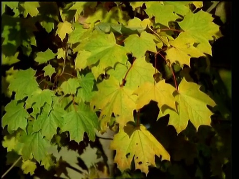 秋风吹落叶视频素材