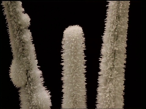 T/L - CU植物茎部结霜，黑色背景视频素材