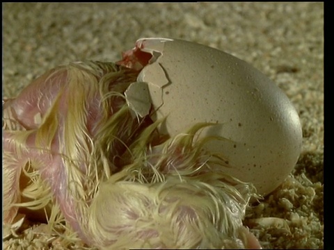 T/L - CU鸡从蛋中孵化，自然背景视频下载
