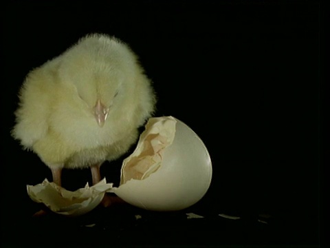 一只黄色毛绒绒的小鸡站在破蛋壳旁边，黑色背景视频素材