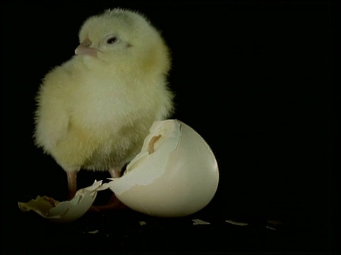 一只黄色毛绒绒的小鸡站在破蛋壳旁边，黑色背景视频素材
