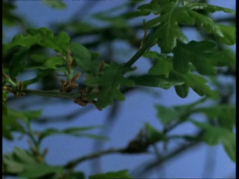 T/L - CU橡树叶芽萌发，蓝色背景视频素材