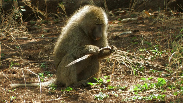 坦桑尼亚曼雅拉湖，吃种子的狒狒视频下载