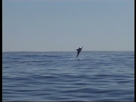 西太平洋飞旋海豚(Stenella longirostris)浮出水面，玩耍视频素材