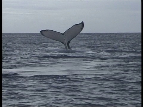 座头鲸用尾巴拍打水面，汤加视频素材