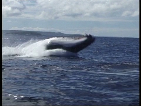 座头鲸(新巨翅目)破浪并溅回水中。汤加视频素材