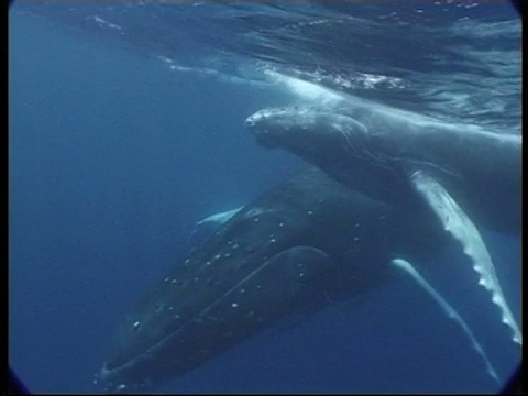 MCU座头鲸(Megaptera novaeangliae)母亲和幼鲸一起游过相机，水下，汤加视频下载