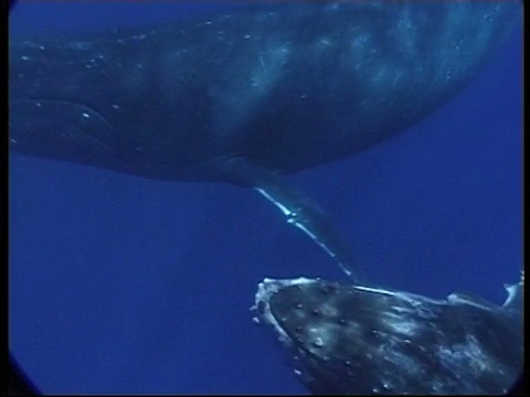 MCU座头鲸(Megaptera novaeangliae)幼鲸和母亲一起在汤加水下游泳视频素材