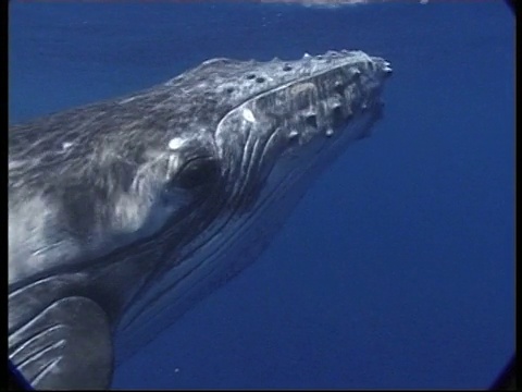 汤加的CU座头鲸(新巨翅目)在水面附近游泳并远离相机视频素材