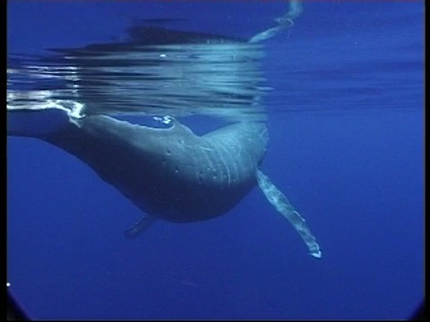 座头鲸(Megaptera novaeangliae)在汤加水下滑行视频素材