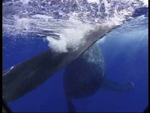 MCU座头鲸(Megaptera novaeangliae)在水中移动，尾巴向相机旋转，水下，汤加视频素材