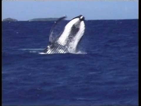 西太平洋座头鲸，新翅目，露出水面，汤加视频素材